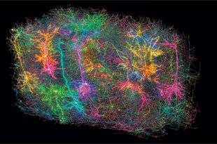 Science & Vie 1294 VOICI LA CARTE 3D D'UN BOUT DE CERVEAU DE SOURIS