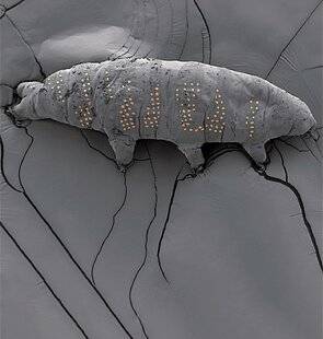 Science & Vie 1294 ON A TATOUÉ DES TARDIGRADES