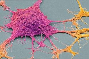 Science & Vie 1294 NOS NEURONES SONT PLUS COMPLEXES QUE PRÉVU