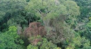 Science & Vie 1294 L'étrange affaire… de l'arbre insensible à la foudre