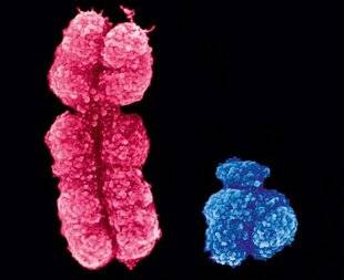 Science & Vie 1294 Les spermatozoïdes Y vont- ils plus vite que les X ?
