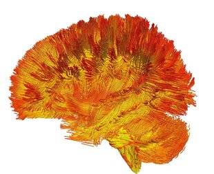 Science & Vie 1295 VOICI NOTRE CERVEAU SELON SES MITOCHONDRIES