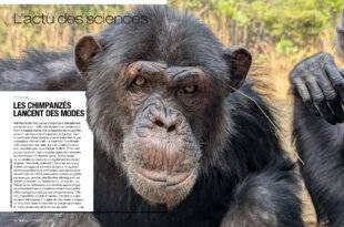 Science & Vie 1296 LES CHIMPANZÉS LANCENT DES MODES