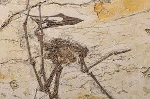 Science & Vie 1296 CERTAINS PTÉROSAURES MANGEAIENT DES PLANTES