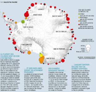 Science & Vie 1296 LA POPULATION DE MANCHOTS EMPEREURS S'EFFONDRE EN ANTARCTIQUE