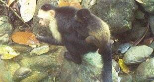 Science & Vie 1296 L'étrange affaire… des capucins kidnappeurs de singes hurleurs