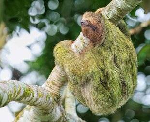 Science & Vie 1296 Pourquoi les paresseux sont- ils si lents ?