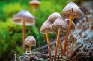 Science & Vie 1297 LA PSILOCINE RALENTIRAIT LE VIEILLISSEMENT CELLULAIRE