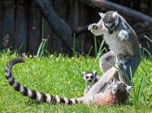 Science & Vie 1297 CHEZ LES PRIMATES, LES FEMELLES NE SONT PAS TOUJOURS DOMINÉES