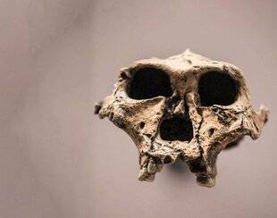 Science & Vie 1297 LE PARANTHROPE