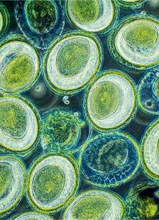 Science & Vie 1297 Les animaux s'empoisonnent-ils parfois avec des plantes toxiques ?