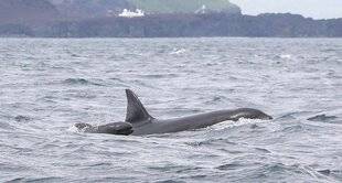 Science & Vie 1298 L'étrange affaire… des orques encerclant des bébés dauphins