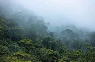 Science & Vie 1298 EN AMAZONIE, LA DÉFORESTATION FAVORISE LES SÉCHERESSES