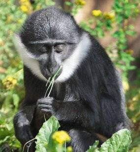 Science & Vie 1298 L'ALIMENTATION DES SINGES EN ZOO EST BIEN TROP SUCRÉE