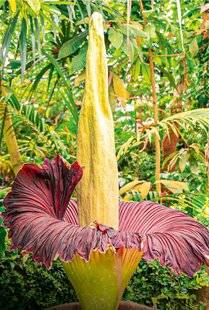 Science & Vie 1298 Comment les fleurs diffusent-elles leur parfum dans l'air ?