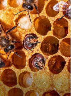 Science & Vie 1298 Existe-t-il des espèces où l'un des sexes est majoritaire ?