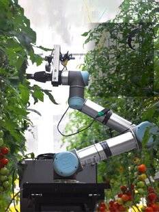 Science & Vie 1298 Ce robot autonome pollinisera des tomates OGM