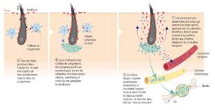 Science & Vie 1298 TOUT UN SYSTÈME IMMUNITAIRE DANS LA PEAU