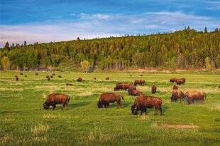 Science & Vie 1299 LES BISONS REVITALISENT LES PLAINES AMÉRICAINES