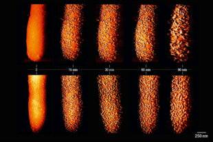Science & Vie 1299 VOICI LA DESTRUCTION D'UNE BACTÉRIE PAR DES ANTIBIOTIQUES