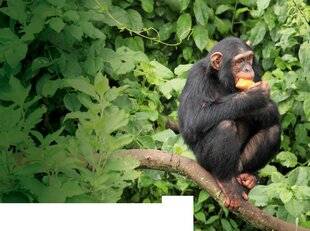 Science & Vie 1299 3 DÉCOUVERTES SUR…LA CONSOMMATION D'ALCOOL DES ANIMAUX