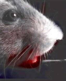 Science & Vie 1299 LES MIMIQUES DES SOURIS TRAHISSENT LEURS PENSÉES