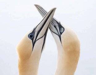 Science & Vie 1299 L'étrange affaire… des fous de Bassan aux yeux noirs