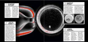 Science & Vie 1299 Le jour où des ovocytes humains ont été créés in vitro