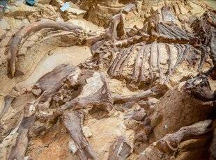 Science & Vie 1299 Comment se forment les fossiles ?