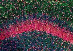 Science & Vie 1299 D'où viennent les impressions de déjà-vu ?