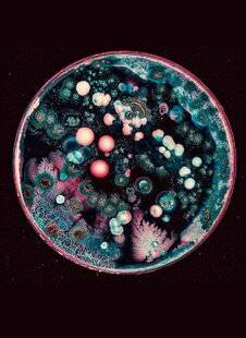 Science & Vie 1299 De quelles couleurs sont les micro-organismes ?