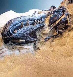 Science & Vie 1300 LES T-REX NAINS EXISTAIENT BIEN !