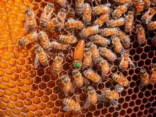 Science & Vie 1300 LES ABEILLES SENTENT QUAND IL EST TEMPS DE CHANGER DE REINE