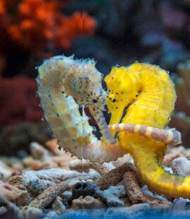 Science & Vie 1300 Quand les animaux divorcent