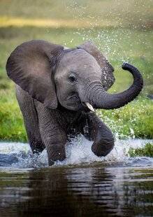 Science & Vie 1300 Pourquoi la trompe des éléphants est-elle ridée ?