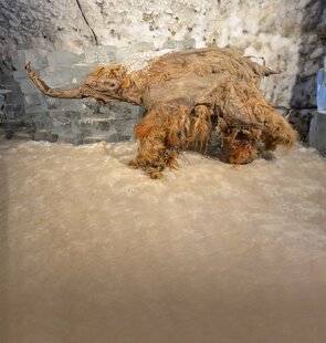 Science & Vie 1301 ON A EXTRAIT DE L'ARN DE MAMMOUTH