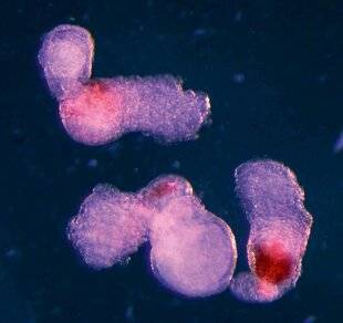 Science & Vie 1301 CES EMBRYONS ARTIFICIELS PRODUISENT DU SANG HUMAIN