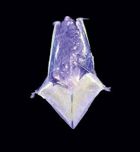 Science & Vie 1301 LES CHAUVES-SOURIS SONT FLUO LA NUIT !