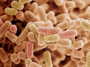 Science & Vie 1301 LES BACTÉRIES CORIACES, PAS SI INVULNÉRABLES