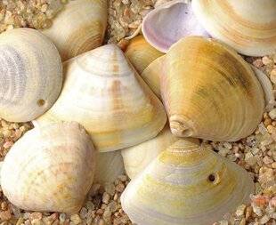 Science & Vie 1301 D'où viennent les trous dans les coquillages