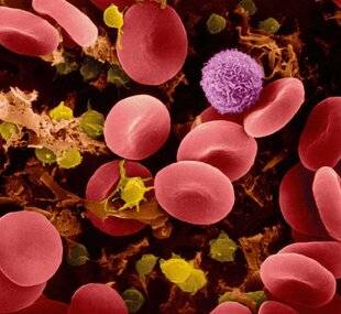 Science & Vie 1302 NOTRE SANG A DEUX ORIGINES