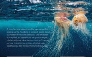 Science & Vie 1302 LE SOMMEIL DES ANIMAUX