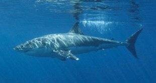 Science & Vie 1302 L'étrange affaire…