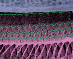 Science & Vie 1302 À partir de quelle intensité un bruit impacte-t-il notre audition