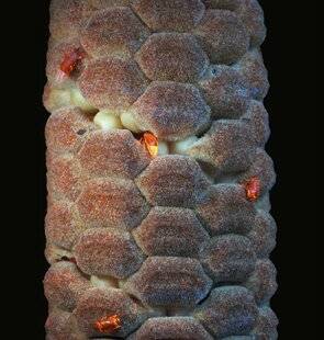 Science & Vie 1303 POUR ATTIRER LES POLLINISATEURS, CES PLANTES CHAUFFENT !