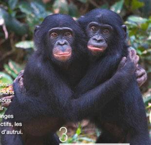 Science & Vie 1303 LA PENSÉE DES BONOBOS