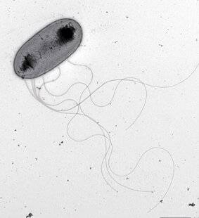 Science & Vie 1303 CETTE BACTÉRIE DE GRENOUILLE A DE PUISSANTS EFFETS ANTICANCER