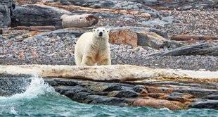 Science & Vie 1303 L'étrange affaire… des ours polaires qui se portent bien