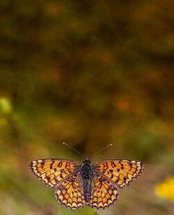 Science & Vie 1303 La Mélitée s'épanouit dans la chaleur