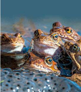 Science & Vie 1303 La grenouille rousse régresse vers le sud